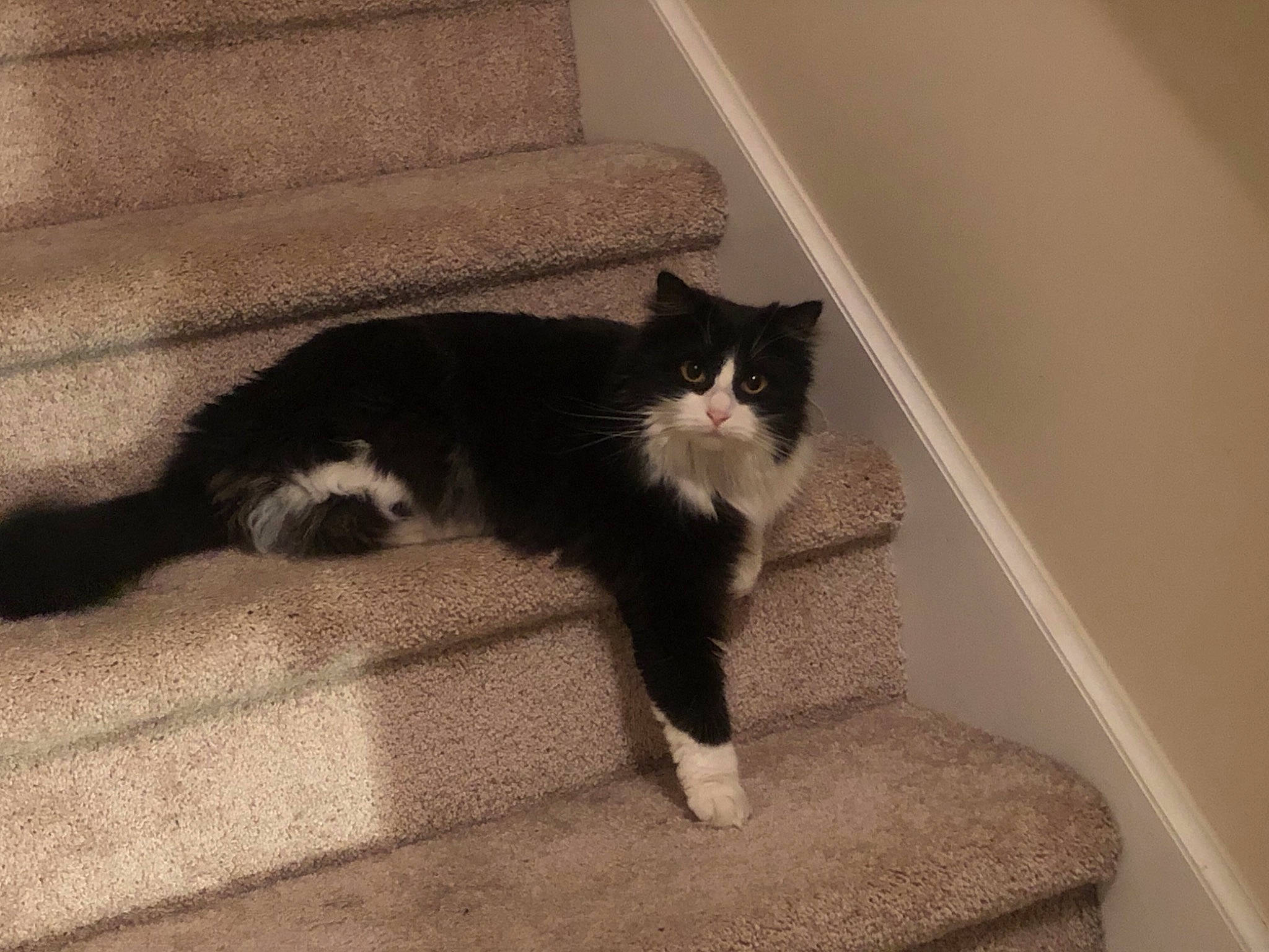 Lily Mae is registered to the contest to win money with this photo: carnivore, cat, felidae, fur, shadow, small_to_medium_sized_cats, stairs, tail, vertebrate, whiskers