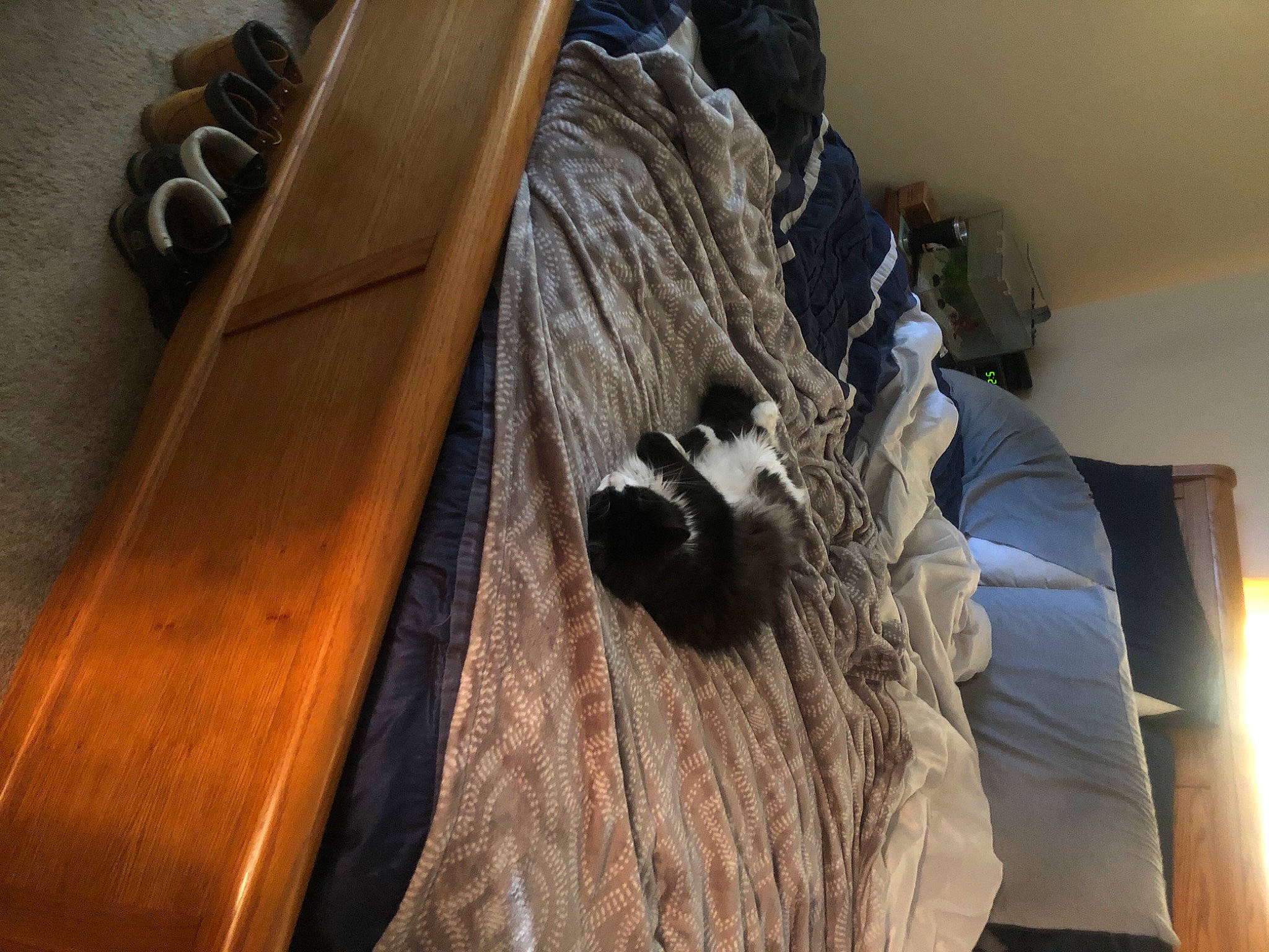 Lily Mae joined the competition — help win amazing prizes! carnivore, fur, guitar_accessory, hardwood, musical_instrument_accessory, plucked_string_instruments, shotgun, string_instrument, string_instrument_accessory, tan, varnish, wood, wood_stain