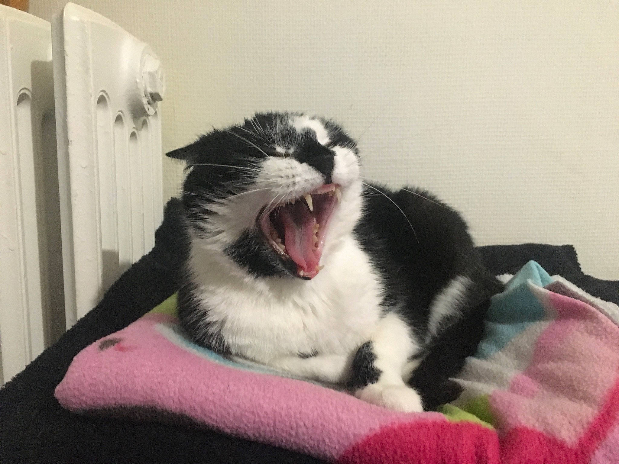 Feline a rejoint le concours — aidez-le/la à gagner de superbes lots ! bed, carnivore, cat, ear, eye, facial_expression, felidae, fur, furniture, kitten, mammal, mouth, nap, small_to_medium_sized_cats, smile, whiskers, yawn