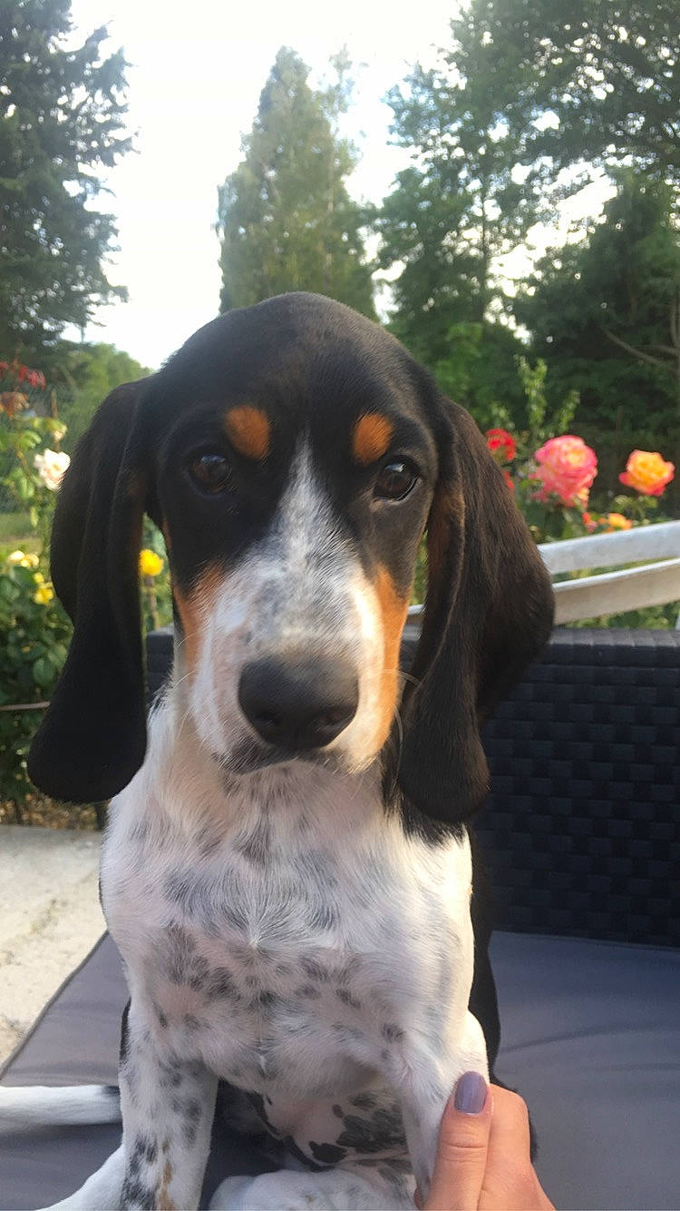 Romy a rejoint le concours — aidez-le/la à gagner de superbes lots ! basset_artesien_normand, basset_bleu_de_gascogne, basset_hound, bluetick_coonhound, canidae, carnivore, companion_dog, coonhound, dog, dog_breed, grand_bleu_de_gascogne, hound, hunting_dog, mammal, rare_breed_dog, schweizer_laufhund, snout, sporting_group, treeing_walker_coonhound, vertebrate