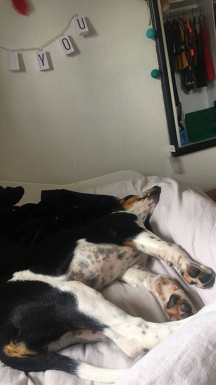 Romy participe au concours pour gagner de l'argent avec cette photo : canidae, carnivore, comfort, coonhound, dog, dog_breed, fox_terrier, nap, sleep, sporting_group