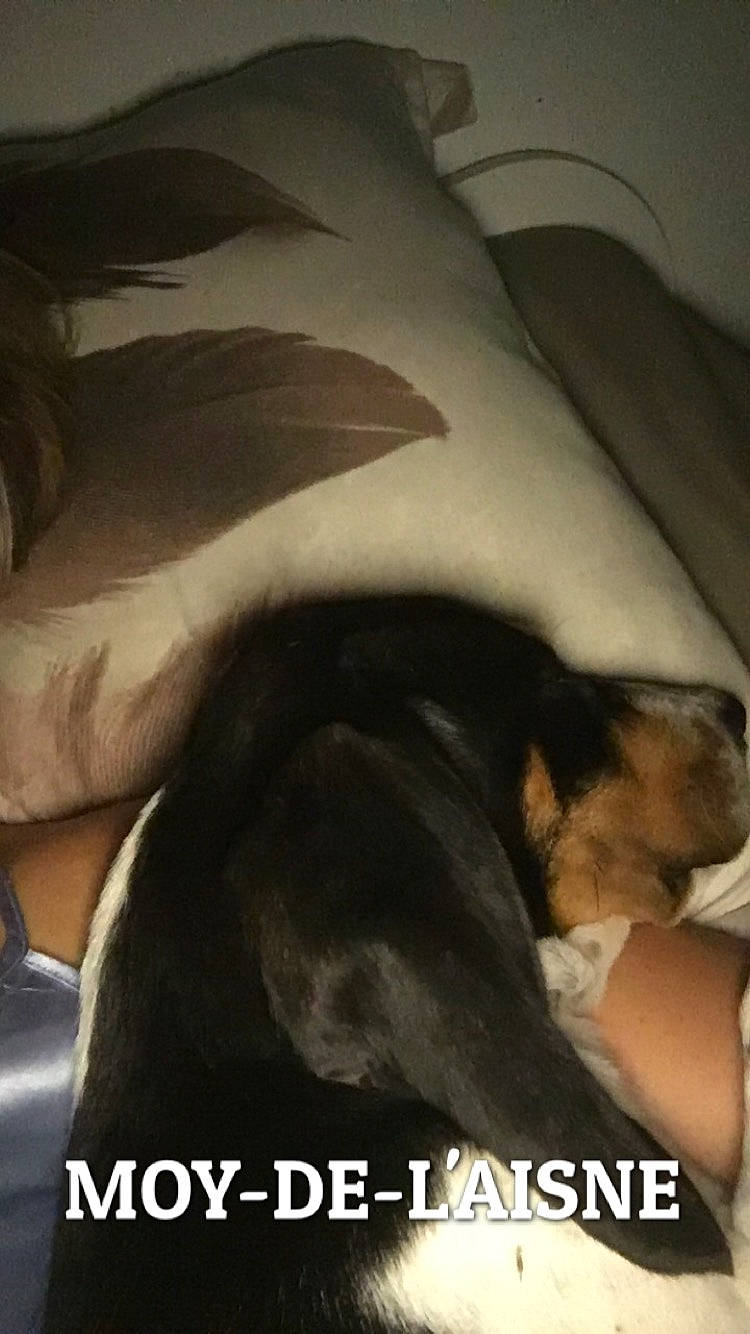 Romy a rejoint le concours — aidez-le/la à gagner de superbes lots ! canidae, comfort, companion_dog, nap, photo_caption, photography