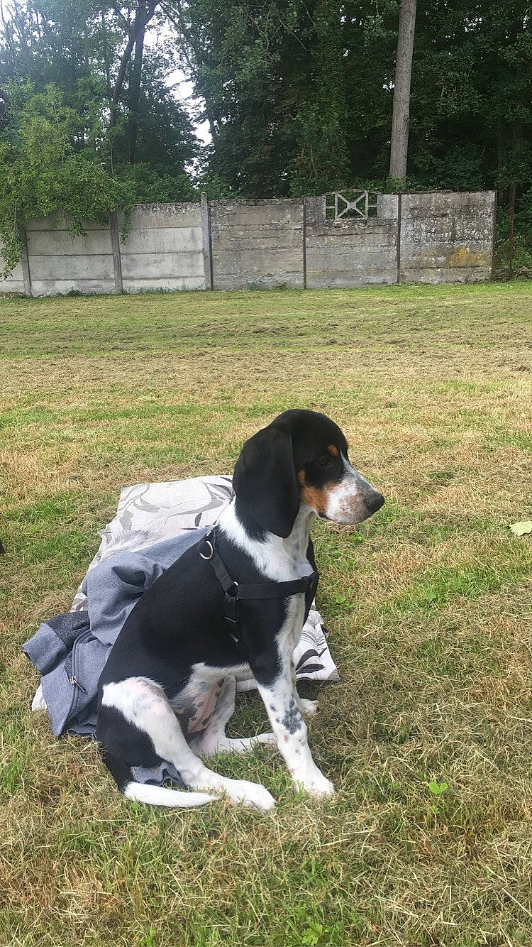 Romy a rejoint le concours — aidez-le/la à gagner de superbes lots ! beagle, beagle_harrier, canidae, carnivore, coonhound, dog, dog_breed, estonian_hound, finnish_hound, grand_anglo_francais_tricolore, hound, hunting_dog, mammal, rare_breed_dog, scent_hound, schweizer_laufhund, serbian_tricolour_hound, sporting_group, treeing_walker_coonhound, vertebrate