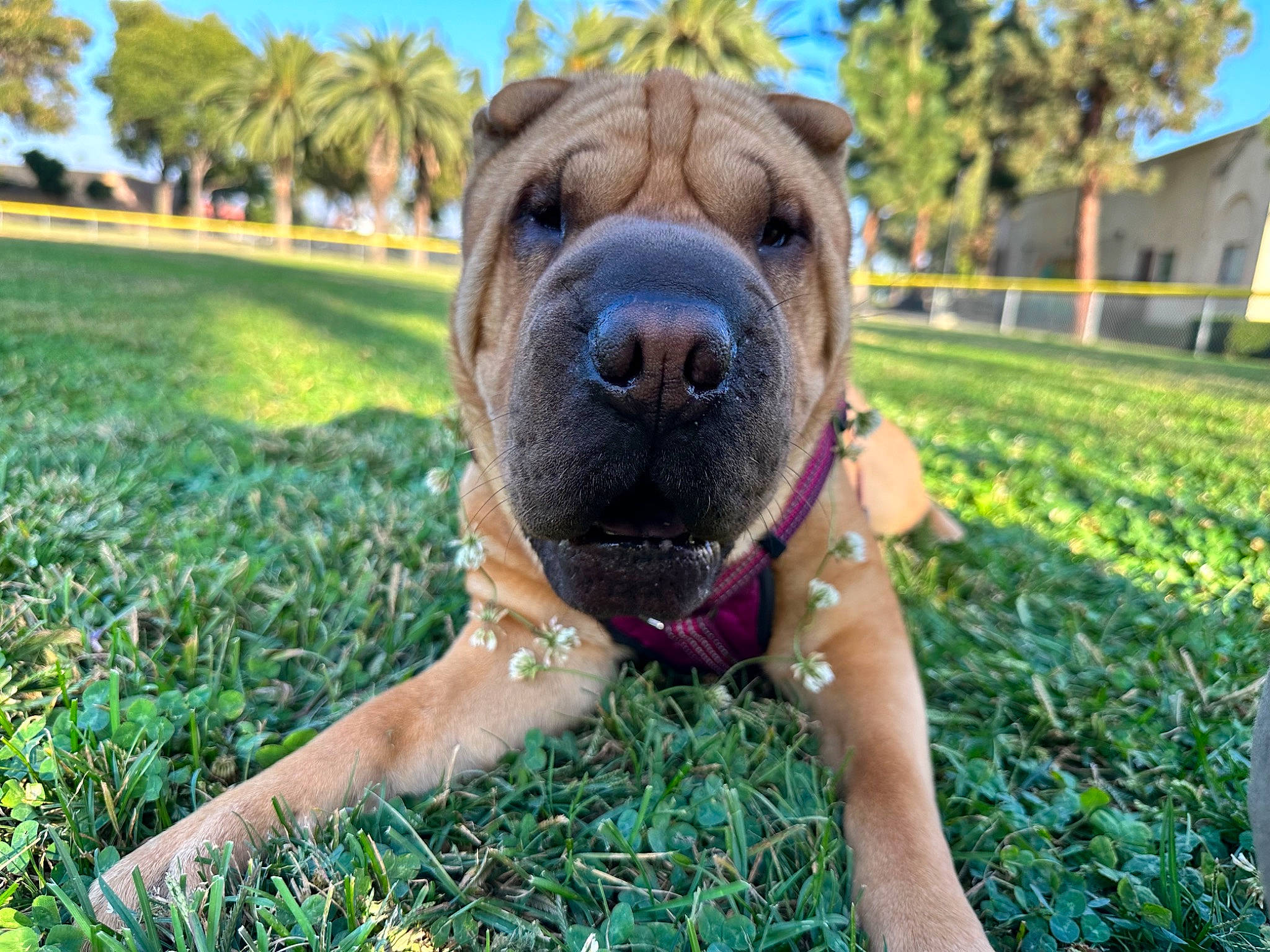 Layla is registered to the contest to win money with this photo: canidae, carnivore, companion_dog, dog, dog_breed, fawn, grass, grassland, groundcover, guard_dog, molosser, plant, sky, snout, sporting_group, summer, terrestrial_animal, tree, working_animal, wrinkle
