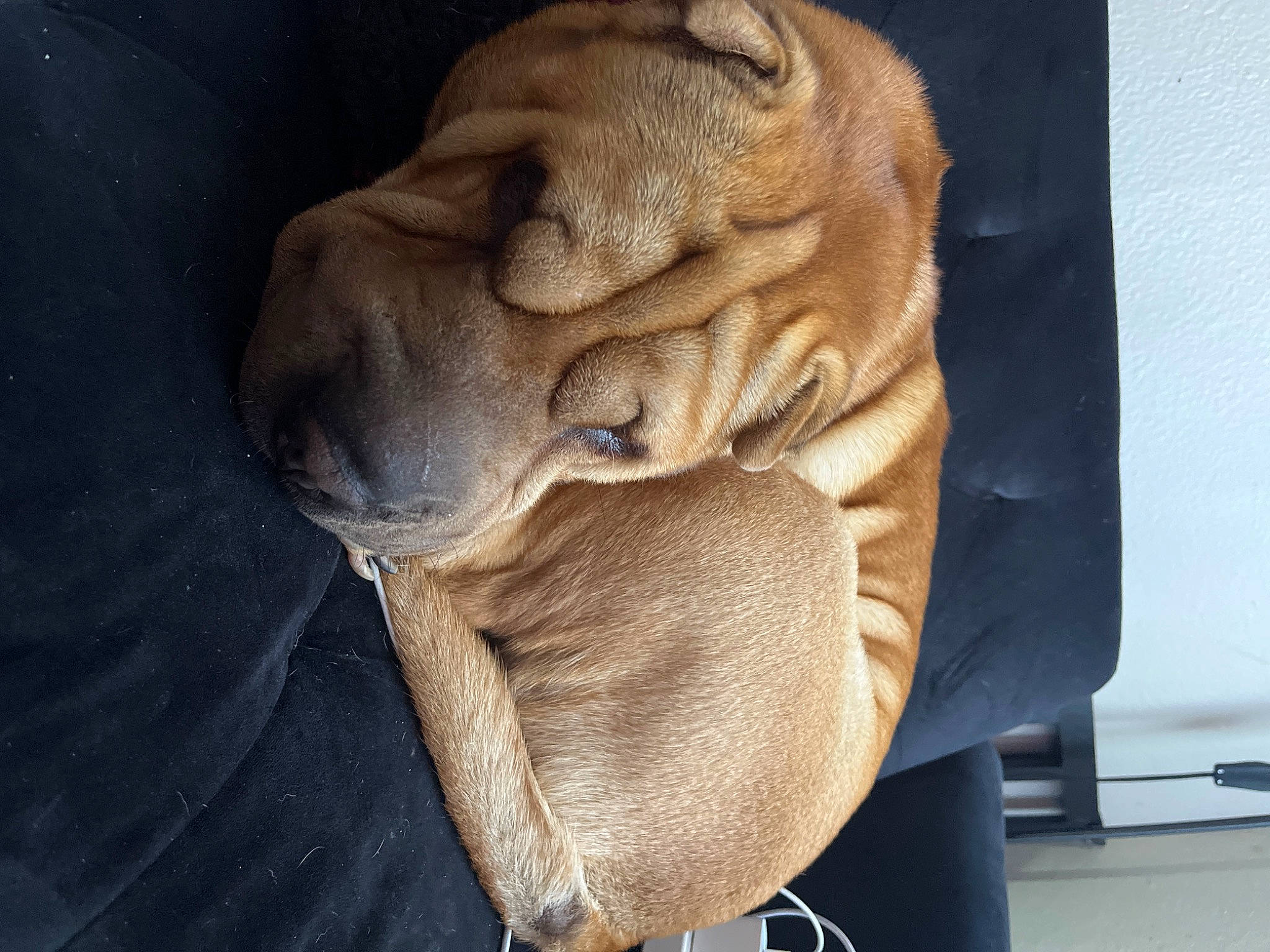 Layla joined the competition — help win amazing prizes! art, artifact, big_cats, carving, classical_sculpture, clay, door, eye, felidae, human_body, jaw, lion, masai_lion, monument, sculpture, snout, statue, visual_arts, wood, wrinkle