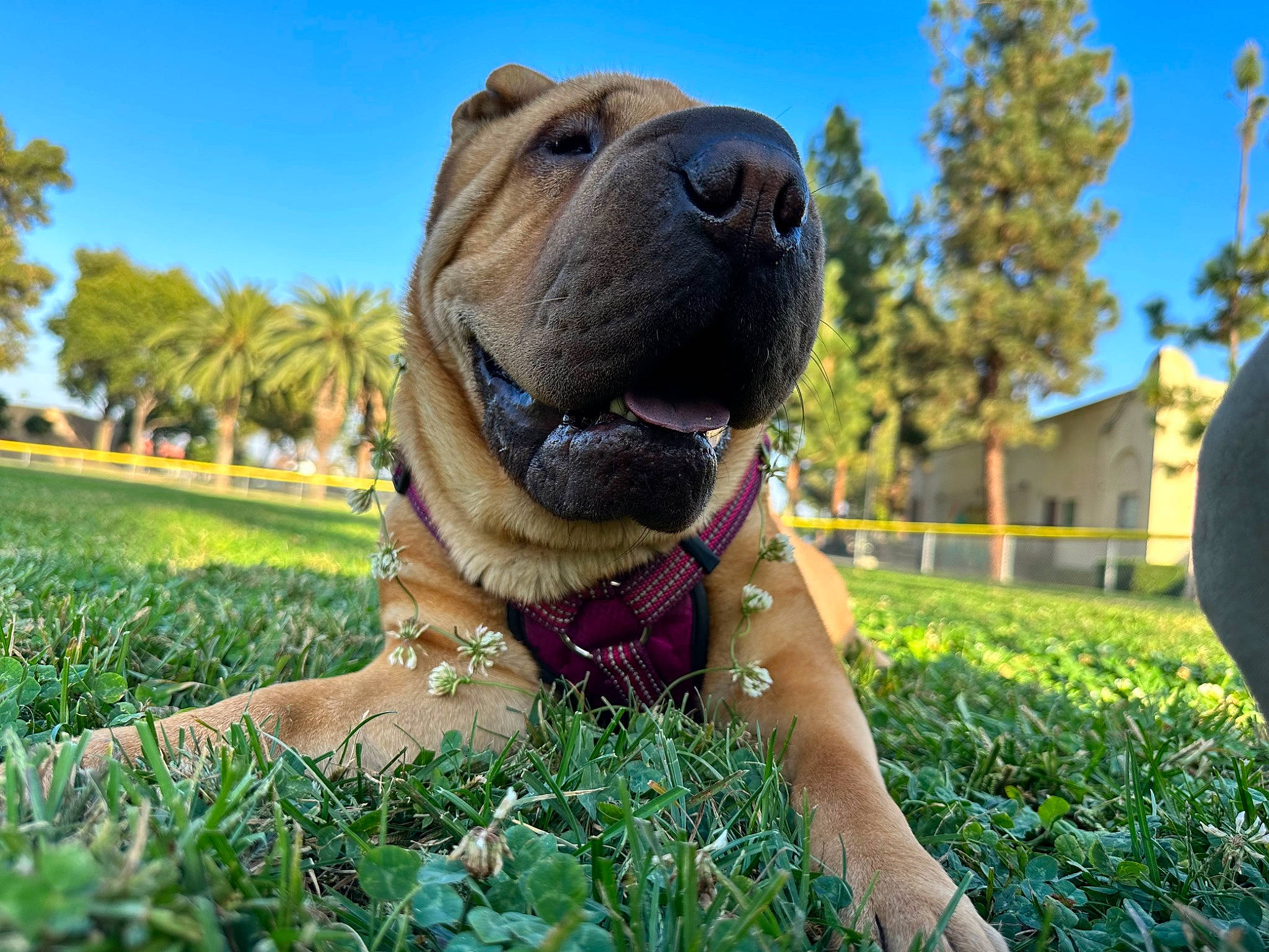 Layla joined the competition — help win amazing prizes! carnivore, collar, companion_dog, dog, dog_breed, dog_collar, fawn, grass, happy, lawn, leisure, ori_pei, people_in_nature, plant, sky, snout, sporting_group, sunglasses, tree, wrinkle