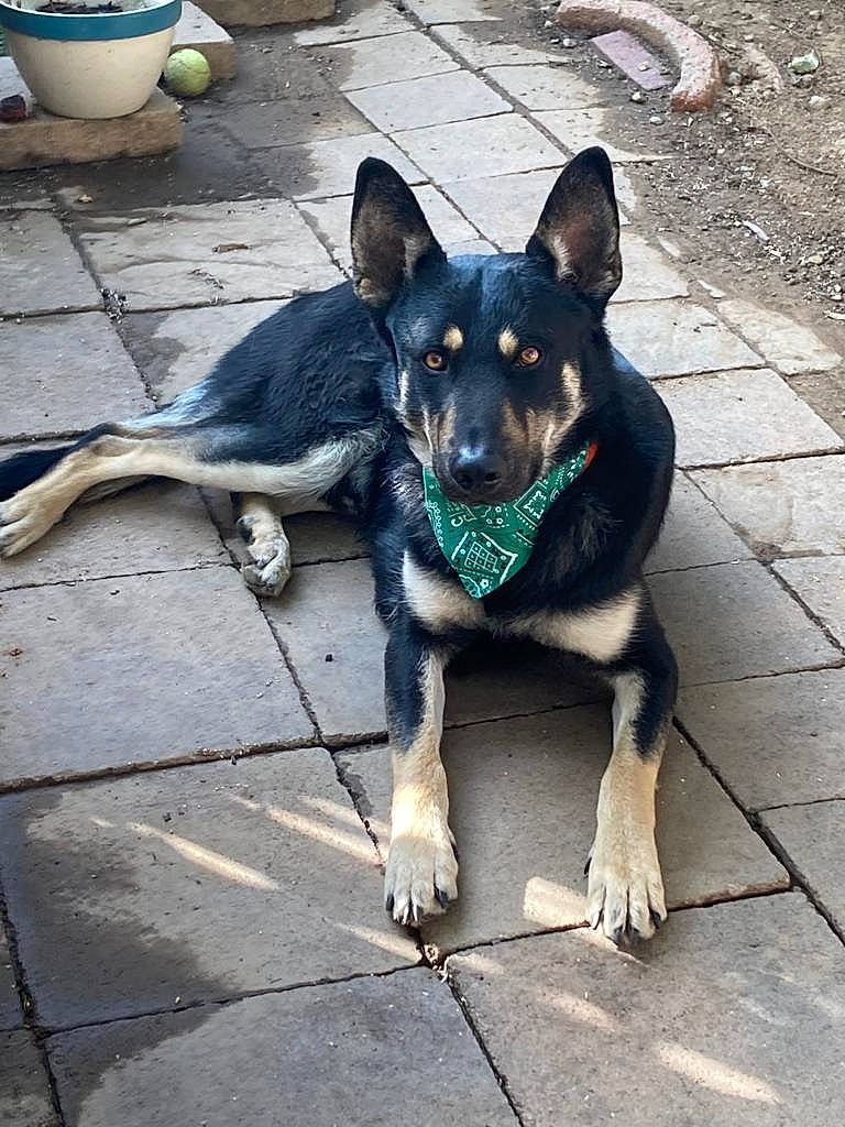 Coco is registered to the contest to win money with this photo: carnivore, companion_dog, dog, dog_breed, dog_supply, east_european_shepherd, electric_blue, german_shepherd_dog, herding_dog, king_shepherd, mixing_bowl, road_surface, snout, sporting_group, street, working_animal, working_dog