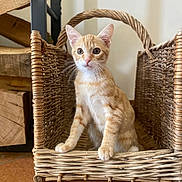 Bud participe au concours pour gagner de l'argent avec cette photo : cat, kitten, ginger_cat, orange_tabby, animal, pet, sitting, basket, wicker, indoor, portrait, cute, wide_eyed, whiskers, ears, paws, fur, wood, rustic, home_decor