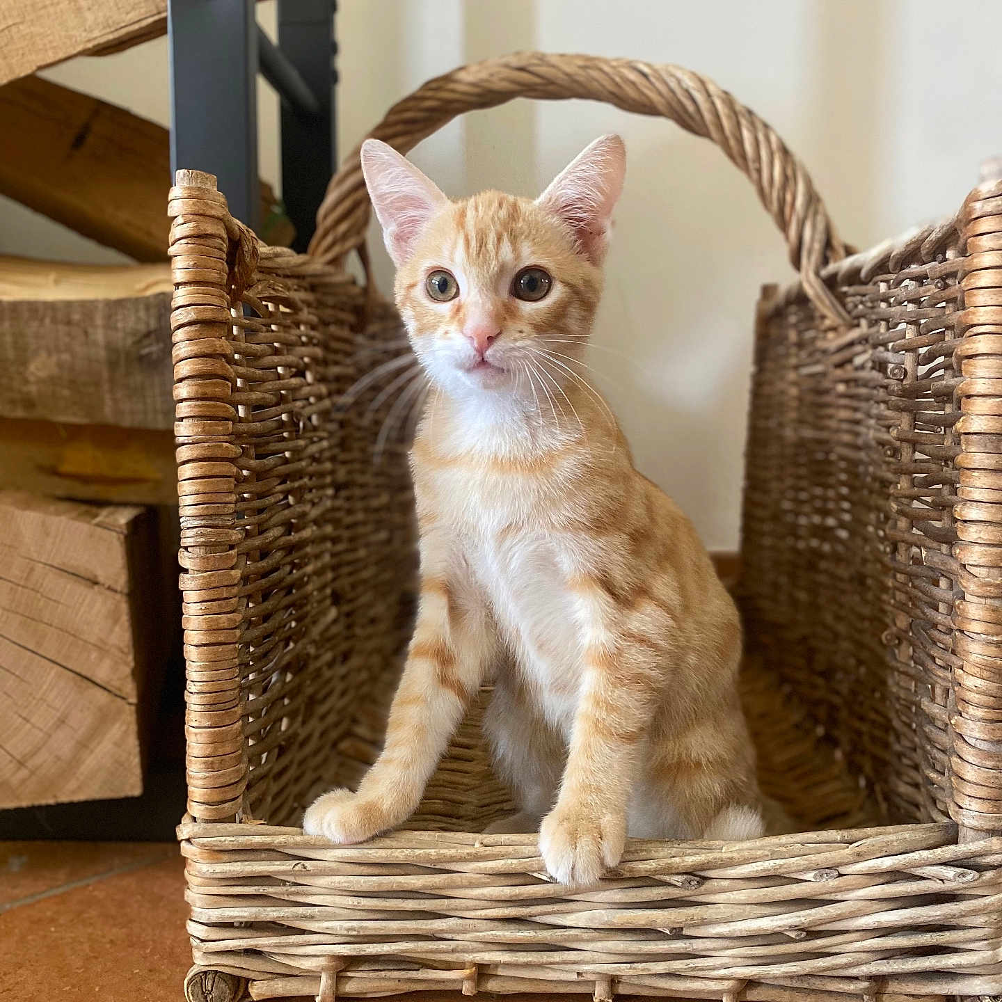 Bud participe au concours pour gagner de l'argent avec cette photo : cat, kitten, ginger_cat, orange_tabby, animal, pet, sitting, basket, wicker, indoor, portrait, cute, wide_eyed, whiskers, ears, paws, fur, wood, rustic, home_decor