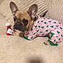 dog, french_bulldog, pajamas, christmas_trees, toy, couch, blanket, cozy, pet, indoor, ears, fur, cute, animal, resting, looking, comfortable, home, soft, holiday