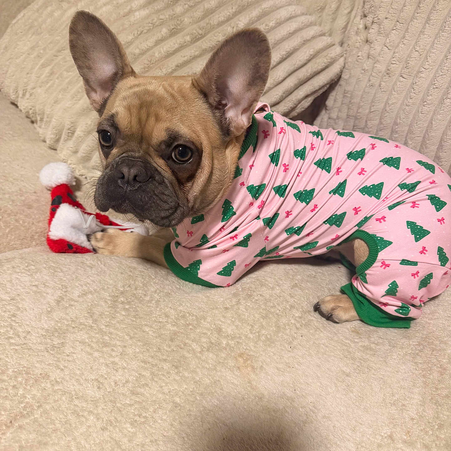 Nala Milan joined the competition — help win amazing prizes! animal, blanket, christmas_trees, comfortable, couch, cozy, cute, dog, ears, french_bulldog, fur, holiday, home, indoor, looking, pajamas, pet, resting, soft, toy