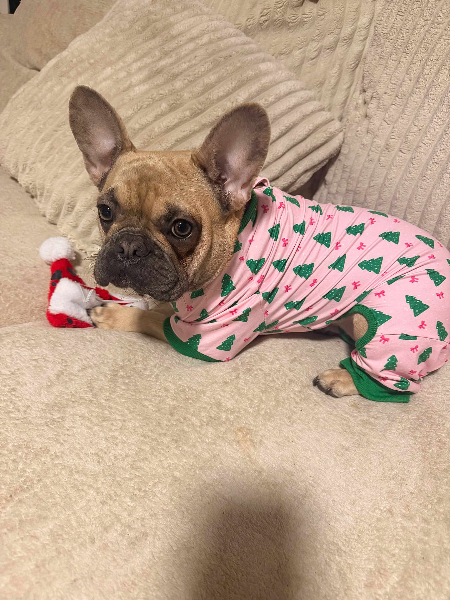 Nala Milan joined the competition — help win amazing prizes! dog, french_bulldog, pajamas, christmas_trees, toy, couch, blanket, cozy, pet, indoor, ears, fur, cute, animal, resting, looking, comfortable, home, soft, holiday