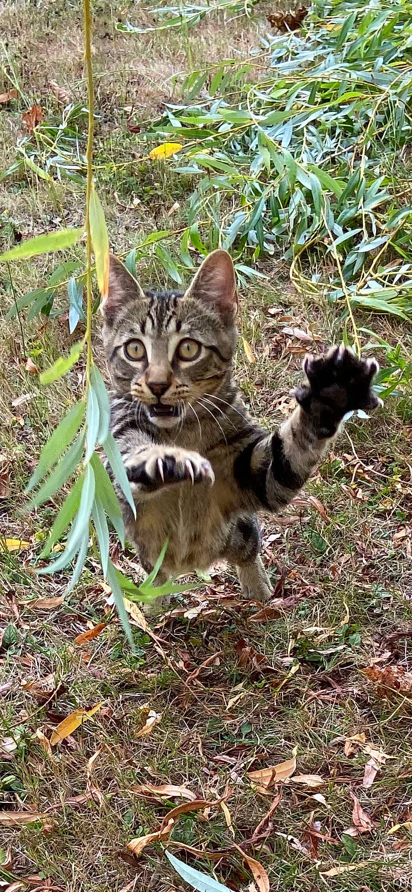 Shasha participe au concours pour gagner de l'argent avec cette photo : carnivore, cat, felidae, fur, grass, groundcover, herbaceous_plant, jungle, plant, small_to_medium_sized_cats, snout, soil, tail, terrestrial_animal, terrestrial_plant, whiskers, wildlife