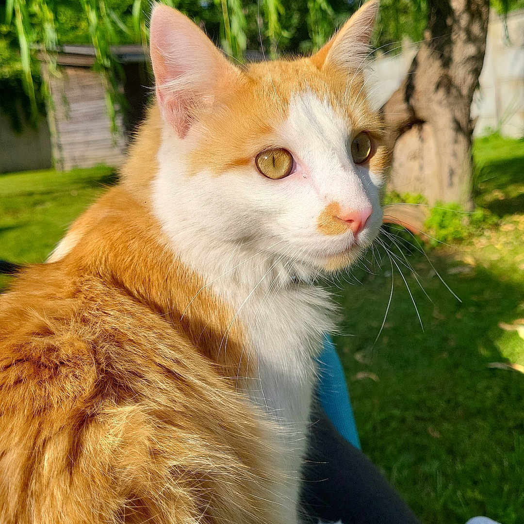 Gilbert