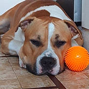 Otto Rich participe au concours pour gagner de l'argent avec cette photo : dog, brown, white, tile_floor, orange_ball, pet_toy, resting, indoors, canine, close_up, relaxed, animal, companion, portrait, floor, playing, domestic, fur, snout, ears