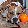dog, brown, white, tile_floor, orange_ball, pet_toy, resting, indoors, canine, close_up, relaxed, animal, companion, portrait, floor, playing, domestic, fur, snout, ears