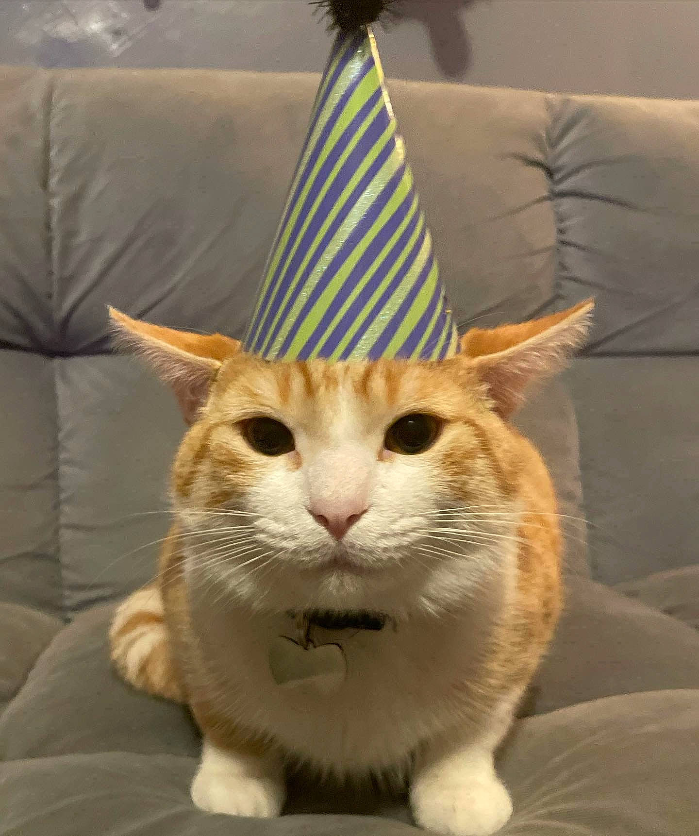 Ranger is registered to the contest to win money with this photo: carnivore, cat, cone, domestic_short_haired_cat, fawn, felidae, flag_of_the_united_states, fur, pet_supply, small_to_medium_sized_cats, snout, tail, terrestrial_animal, whiskers