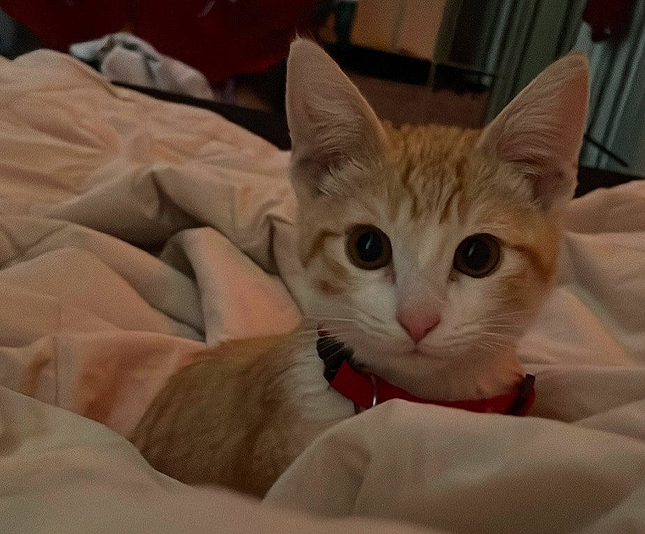 Ranger joined the competition — help win amazing prizes! bedding, carnivore, cat, claw, comfort, domestic_short_haired_cat, eye, fawn, felidae, fur, linens, paw, small_to_medium_sized_cats, snout, tail, whiskers