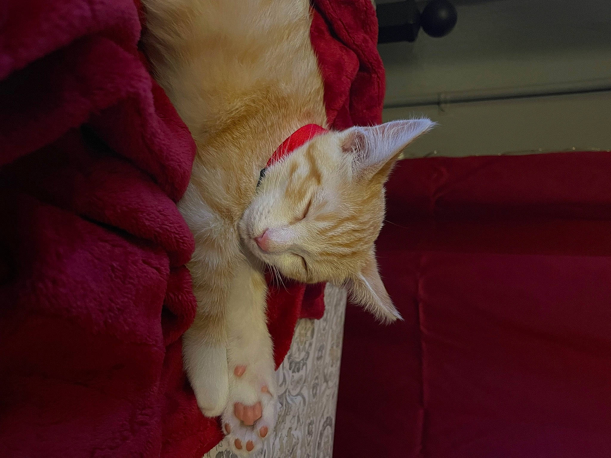 Ranger is registered to the contest to win money with this photo: carnivore, cat, claw, comfort, domestic_short_haired_cat, fawn, felidae, fur, gesture, linens, nail, paw, petal, small_to_medium_sized_cats, tail, whiskers, wood