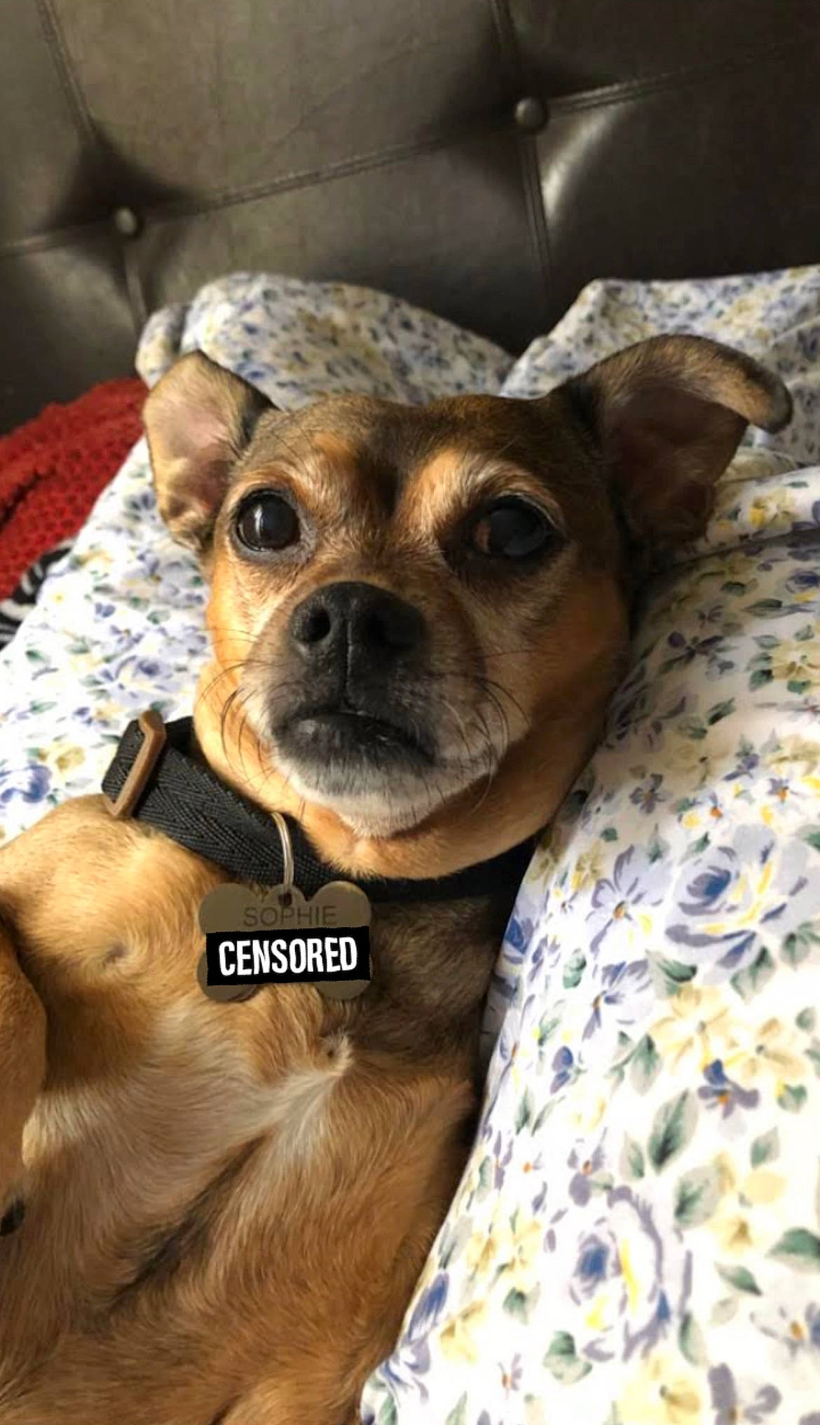 Sophie joined the competition — help win amazing prizes! canidae, carnivore, collar, comfort, companion_dog, dog, dog_breed, ear, fawn, fur, guard_dog, non_sporting_group, puppy, snout, sporting_group, terrestrial_animal, toy_dog, whiskers, working_animal, wrinkle