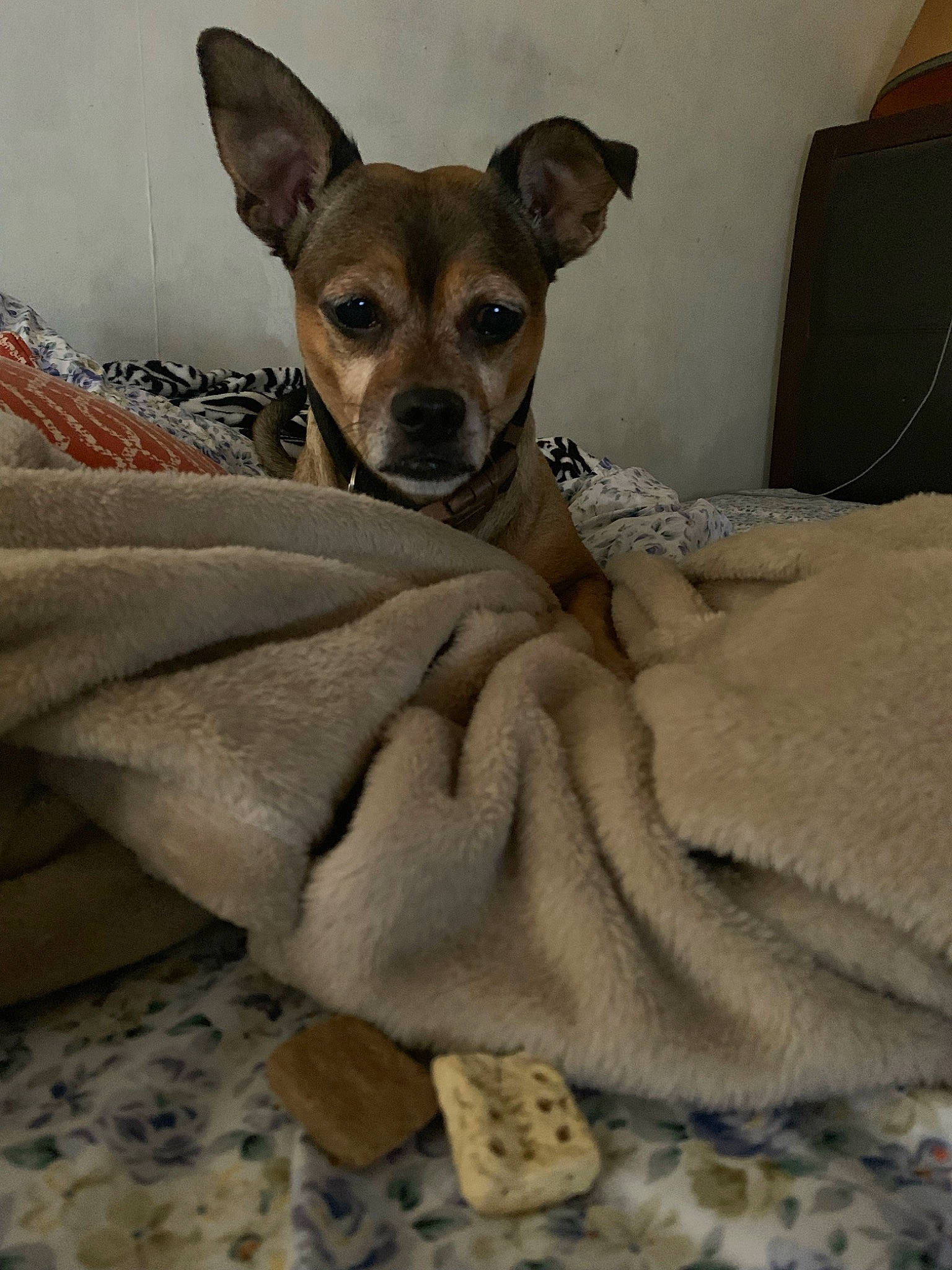 Sophie is registered to the contest to win money with this photo: bed, box, canidae, carnivore, chihuahua, comfort, companion_dog, corgi_chihuahua, dog, dog_breed, dog_supply, fawn, fur, linens, non_sporting_group, paw, soft_drink, sporting_group, toy_dog, whiskers