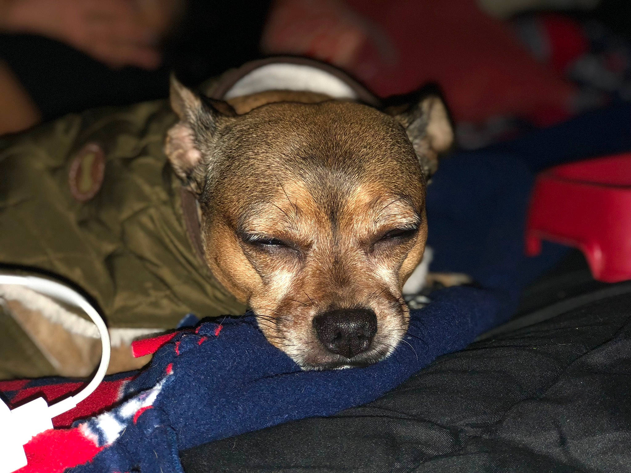 Sophie joined the competition — help win amazing prizes! canidae, carnivore, comfort, companion_dog, dog, dog_breed, fawn, fur, non_sporting_group, snout, sporting_group, terrestrial_animal, toy_dog, whiskers, wildlife