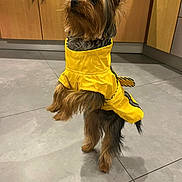 Vicky a rejoint le concours — aidez-le/la à gagner de superbes lots ! dog, yorkshire_terrier, yellow_raincoat, pet, indoor, kitchen, tile_floor, wooden_cabinets, standing, hind_legs, fur, ears, alert, curious, domestic, small_dog, clothing, canine, companion, animal
