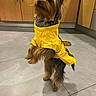 dog, yorkshire_terrier, yellow_raincoat, pet, indoor, kitchen, tile_floor, wooden_cabinets, standing, hind_legs, fur, ears, alert, curious, domestic, small_dog, clothing, canine, companion, animal