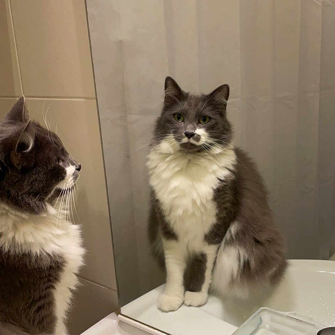 Oscar a rejoint le concours — aidez-le/la à gagner de superbes lots ! angora, animal, basin, bathroom, brush, cat, curtain, device, indoors, interiordesign, kitten, manx, pet, room, sink, sinkfaucet, tap, tool, window, windowsill