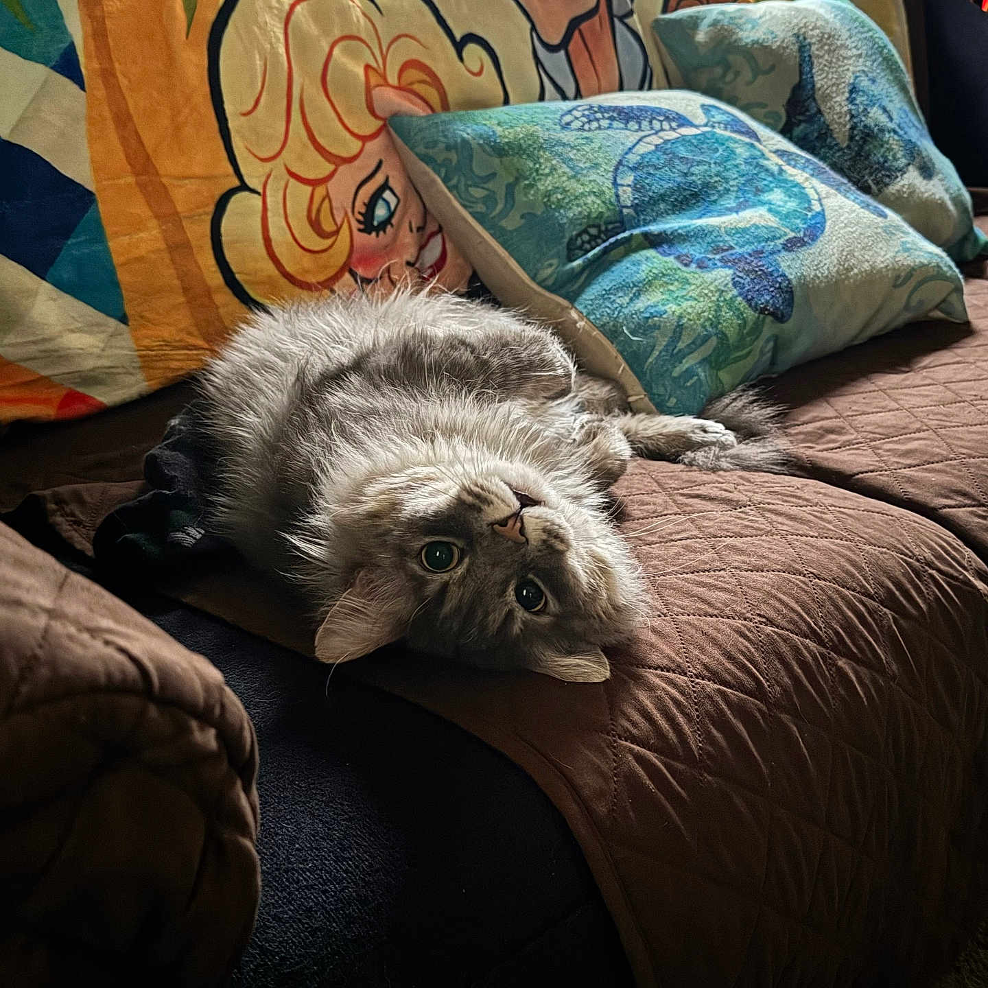 Keenan is registered to the contest to win money with this photo: animal, baby, bed, bedroom, blanket, cat, couch, cushion, face, furniture, head, homedecor, indoors, kitten, manx, person, pet, pillow, quilt, room