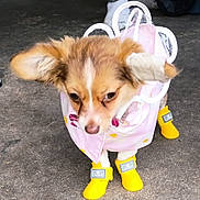 Ladybug joined the competition — help win amazing prizes! adorable, animal, boots, canine, clothing, concrete, costume, cute, dog, ears, fashion, fur, outdoor, pet, pink_outfit, puppy, rain_boots, small_dog, standing, yellow_boots