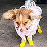 dog, puppy, pet, clothing, boots, yellow_boots, pink_outfit, cute, small_dog, ears, fur, standing, concrete, animal, fashion, outdoor, canine, adorable, costume, rain_boots