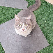 Chester is registered to the contest to win money with this photo: cat, gray_cat, white_fur, green_eyes, sitting, looking_up, outdoor, stone_tile, artificial_grass, tail, whiskers, ears, pet, animal, cute, feline, domestic_cat, fur, nature, daylight