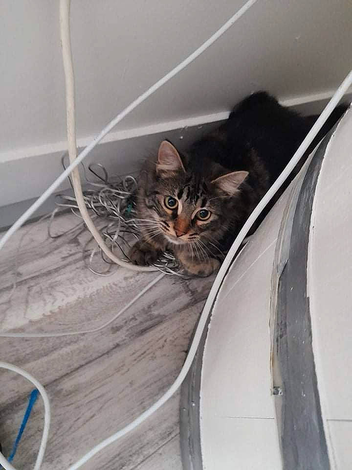 Ninja participe au concours pour gagner de l'argent avec cette photo : auto_part, automotive_exterior, automotive_lighting, automotive_tire, carnivore, cat, door, electrical_wiring, felidae, fender, grey, hood, metal, motor_vehicle, rim, small_to_medium_sized_cats, spoke, vehicle_door, whiskers, wood