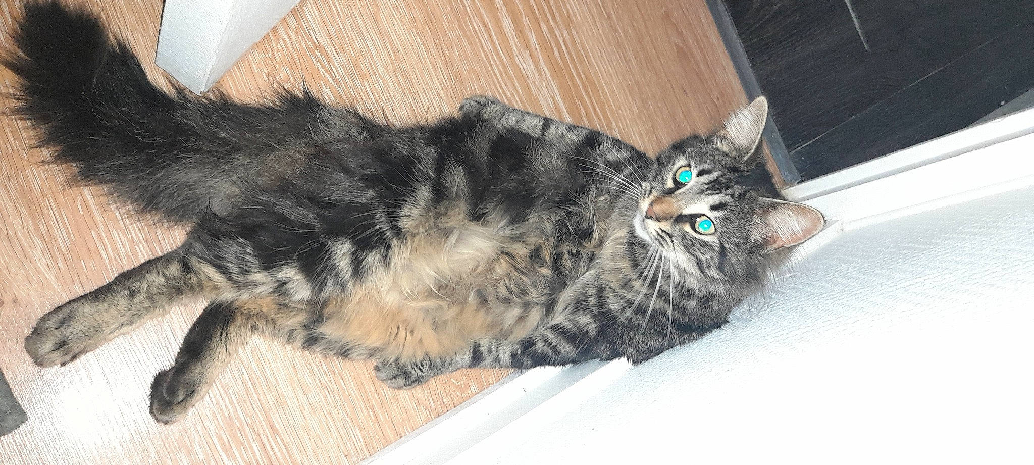 Ninja a rejoint le concours — aidez-le/la à gagner de superbes lots ! carnivore, cat, claw, comfort, domestic_short_haired_cat, felidae, fur, mammal, nap, paw, sleep, small_to_medium_sized_cats, snout, tail, terrestrial_animal, vertebrate, whiskers