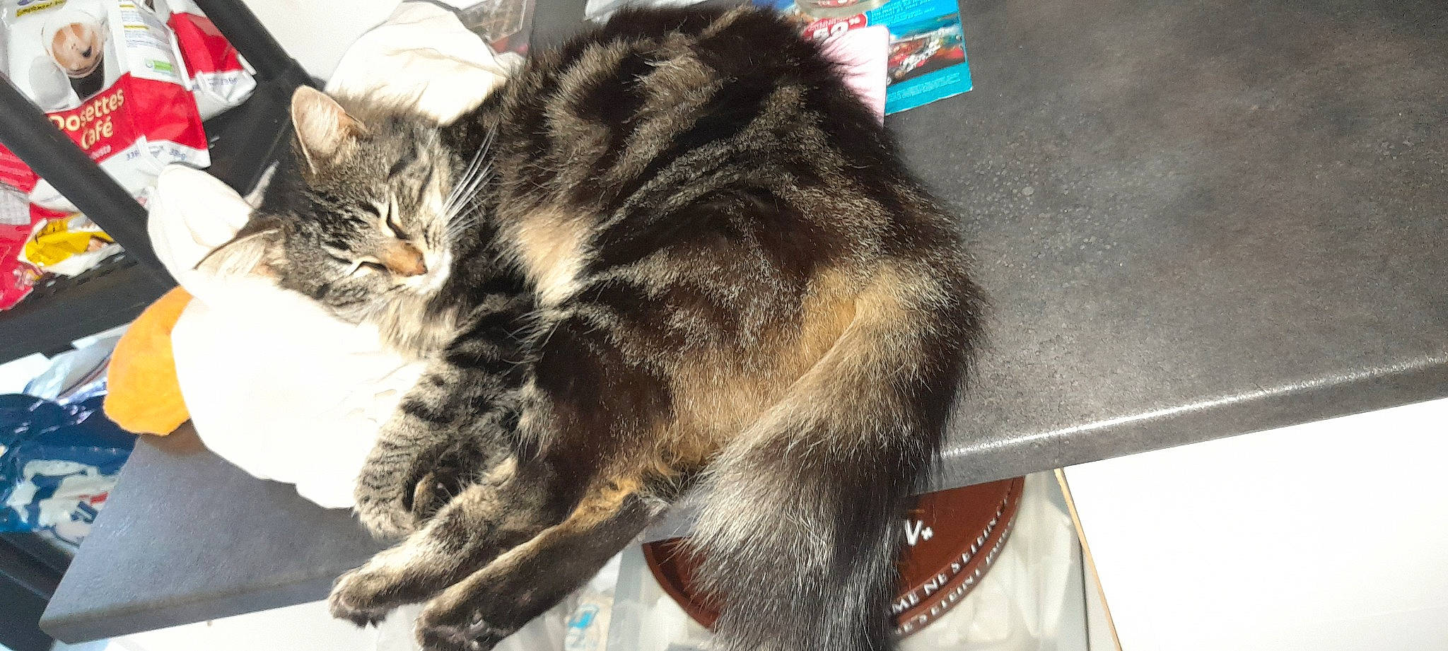 Ninja participe au concours pour gagner de l'argent avec cette photo : carnivore, cat, claw, comfort, domestic_short_haired_cat, felidae, fur, nap, paw, sleep, small_to_medium_sized_cats, snout, tail, terrestrial_animal, whiskers