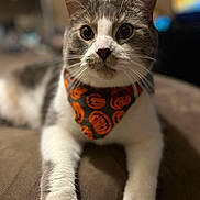 Cash joined the competition — help win amazing prizes! cat, pet, animal, indoor, close_up, bandana, halloween, orange, black, white, feline, whiskers, paws, cute, domestic, fur, portrait, relaxed, lying_down, focus