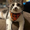 cat, pet, animal, indoor, close_up, bandana, halloween, orange, black, white, feline, whiskers, paws, cute, domestic, fur, portrait, relaxed, lying_down, focus
