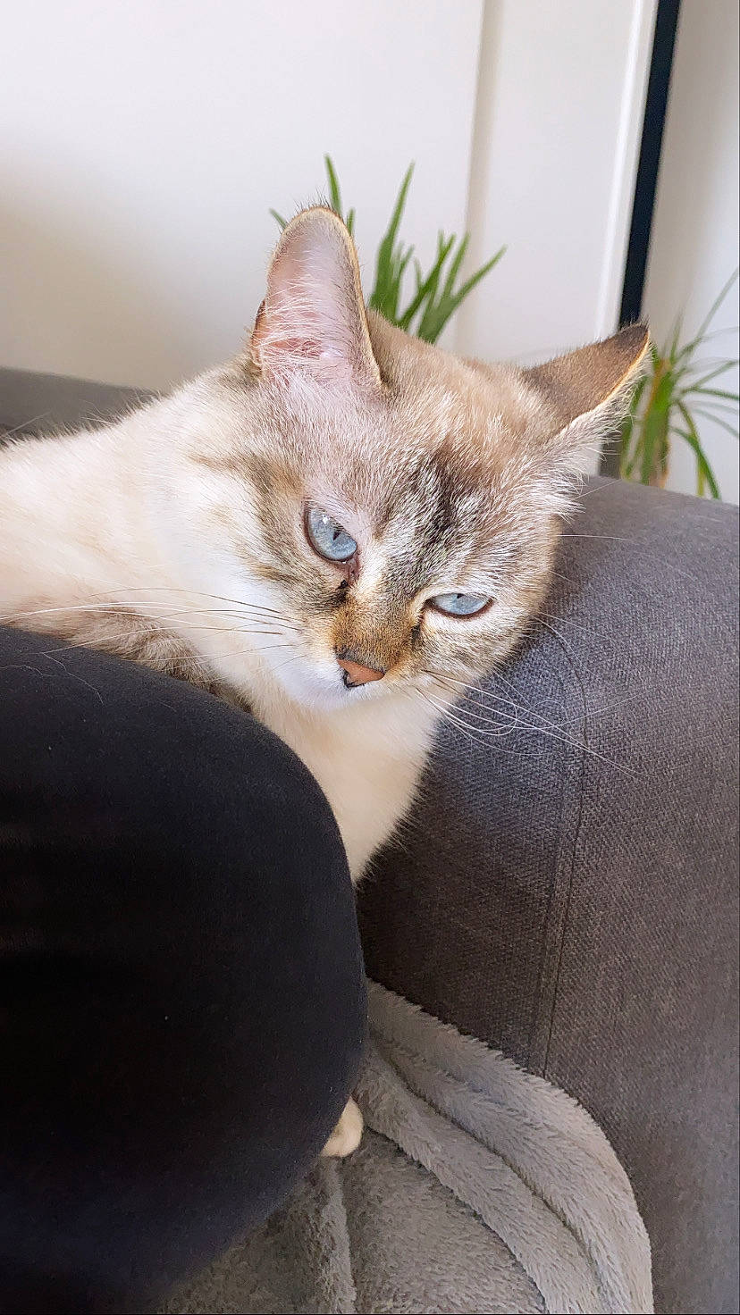 Bouboule participe au concours pour gagner de l'argent avec cette photo : carnivore, cat, cat_supply, claw, comfort, domestic_short_haired_cat, door, fawn, felidae, fur, houseplant, paw, plant, small_to_medium_sized_cats, snout, tail, whiskers, window