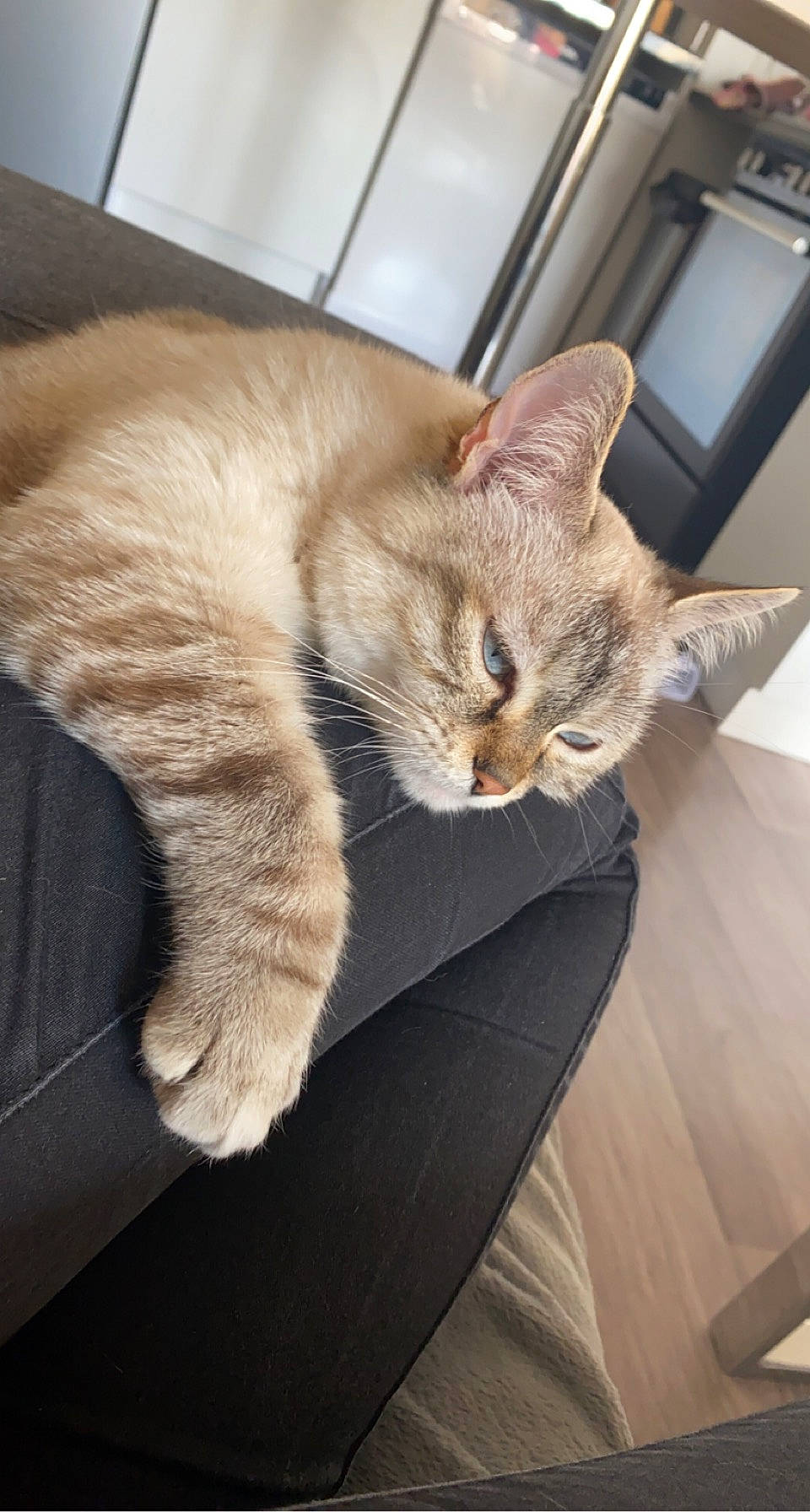 Bouboule a rejoint le concours — aidez-le/la à gagner de superbes lots ! carnivore, cat, cat_supply, claw, comfort, couch, domestic_short_haired_cat, fawn, felidae, fur, home_appliance, nap, paw, sitting, small_to_medium_sized_cats, snout, tail, whiskers, window, wood