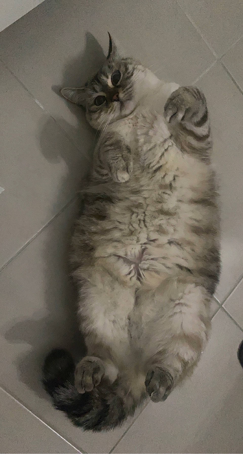 Bouboule a rejoint le concours — aidez-le/la à gagner de superbes lots ! carnivore, cat, claw, comfort, domestic_short_haired_cat, ear, eye, felidae, foot, fur, gesture, grey, head, monochrome, monochrome_photography, paw, small_to_medium_sized_cats, snout, tail, whiskers