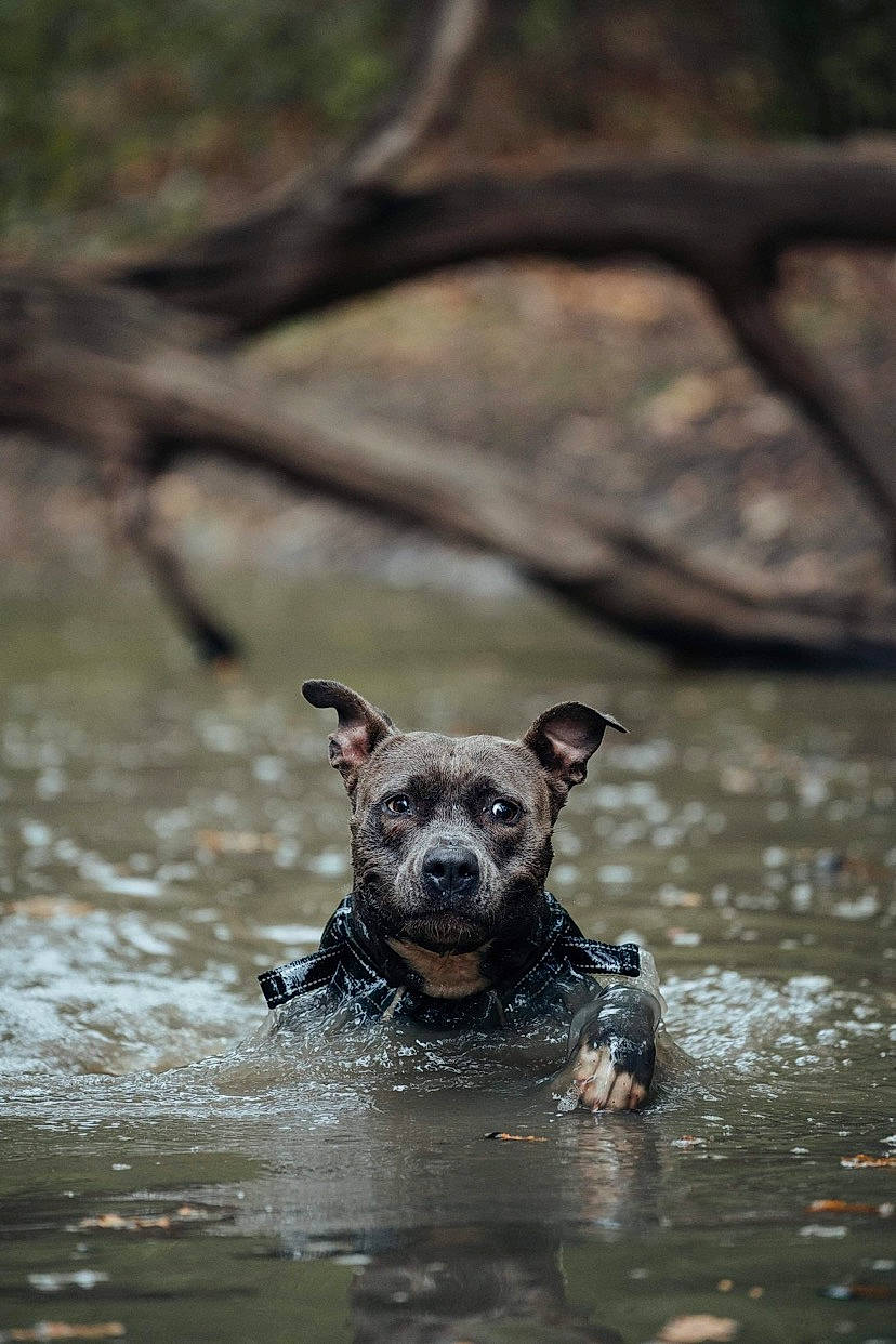 Naïa participe au concours pour gagner de l'argent avec cette photo : canidae, carnivore, companion_dog, dog, dog_breed, fawn, grass, lake, leisure, plant, recreation, rock, snout, sporting_group, sunglasses, tree, water, water_resources, watercourse, wildlife