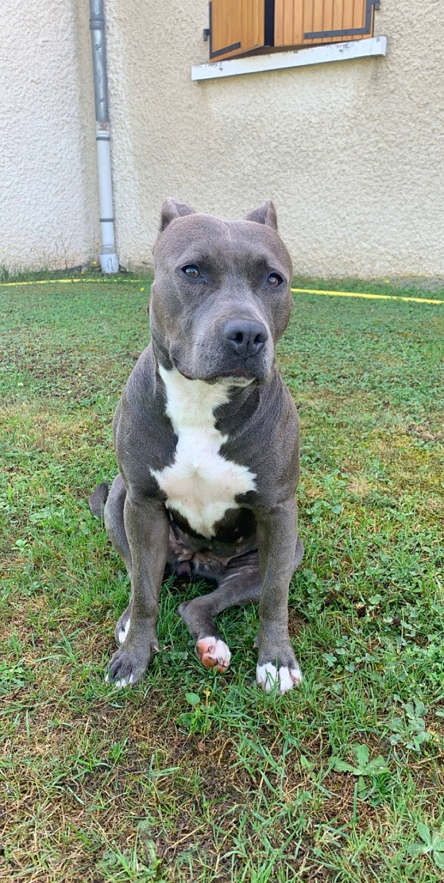 Naïa a rejoint le concours — aidez-le/la à gagner de superbes lots ! ancient_dog_breeds, art, canidae, carnivore, companion_dog, cordoba_fighting_dog, dog, dog_breed, fawn, grass, non_sporting_group, plant, sculpture, snout, sporting_group, tail, terrestrial_animal, working_animal, working_dog