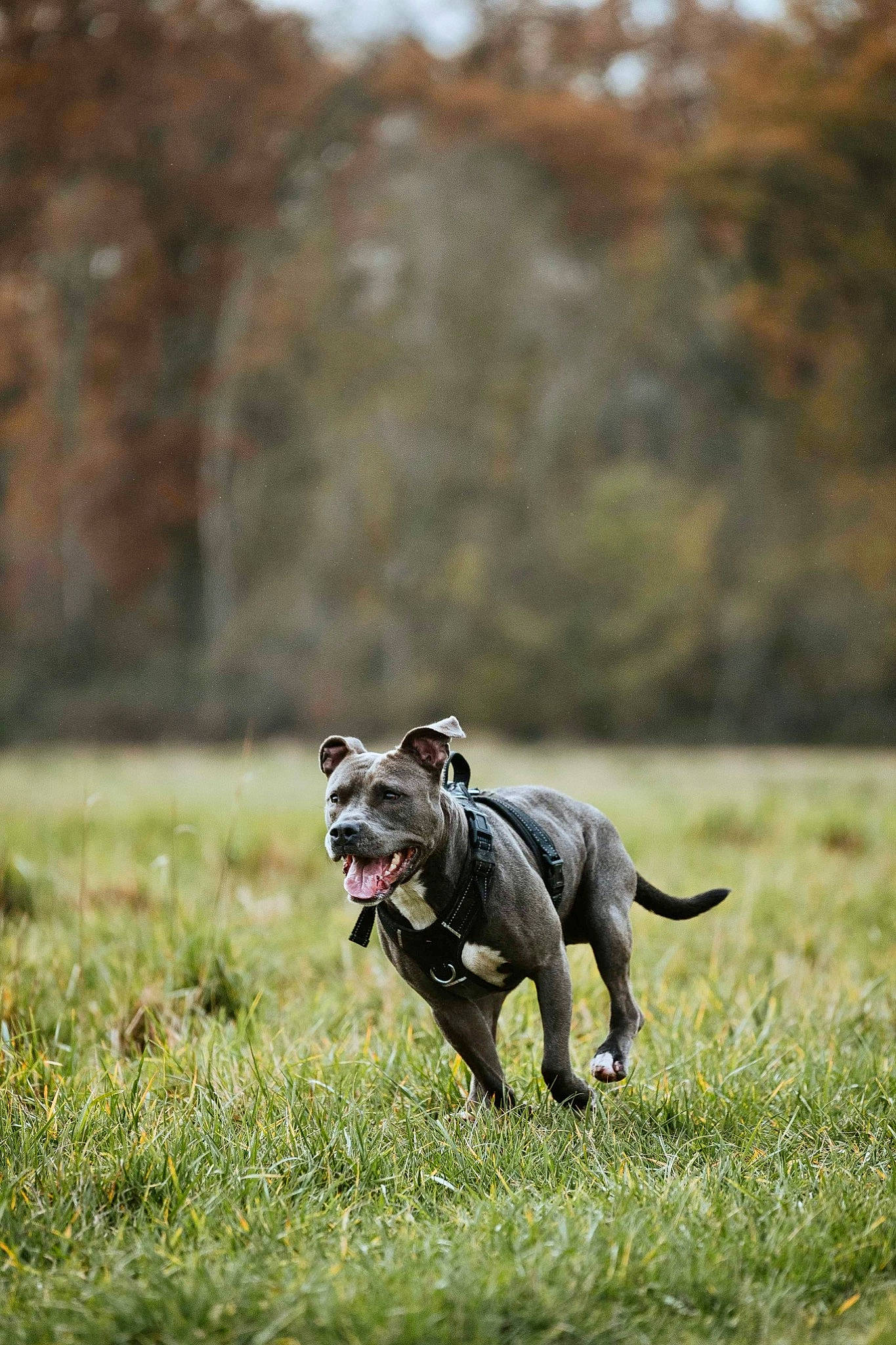 Naïa a rejoint le concours — aidez-le/la à gagner de superbes lots ! boston_terrier, canidae, carnivore, companion_dog, dog, dog_breed, fawn, grass, grassland, hunting_dog, non_sporting_group, pasture, plant, rampur_greyhound, snout, sporting_group, tail, terrestrial_animal, working_animal, working_dog