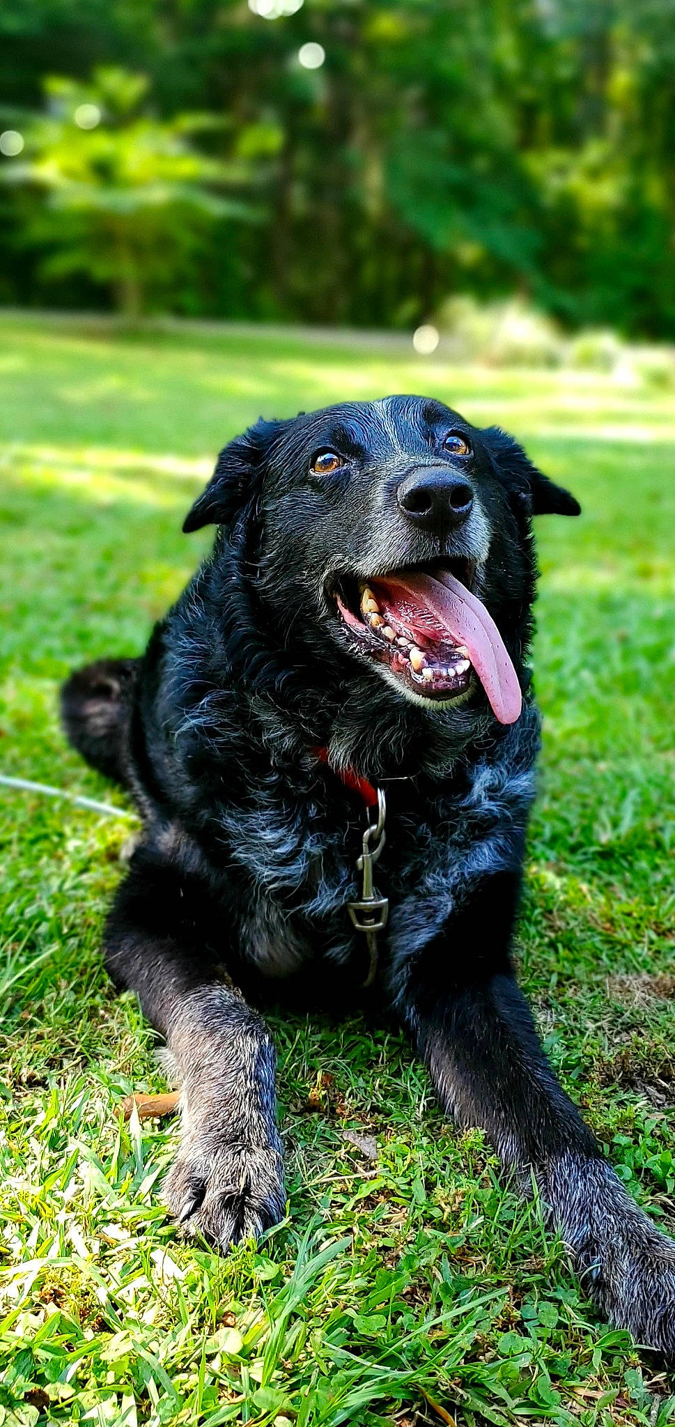 Dakota is registered to the contest to win money with this photo: borador, canidae, carnivore, collar, companion_dog, dog, dog_breed, dog_collar, grass, guard_dog, gun_dog, labrador_retriever, retriever, snout, sporting_group, tail, terrestrial_animal, whiskers, working_animal, working_dog