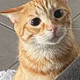 cat, orange_tabby, wide_eyes, whiskers, ears, fur, pet, curious, indoor, close_up, face, animal, feline, expression, looking, cute, domestic, tabby_pattern, soft_texture, cozy