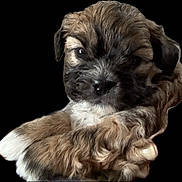 Egypt is registered to the contest to win money with this photo: adorable, animal, black_background, brown_fur, close_up, companion, cute, dog, domestic_animal, fluffy, friendly, furry, mammal, pet, portrait, puppy, relaxed, sleepy, white_paws, young