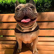 Kobe joined the competition — help win amazing prizes! dog, french_bulldog, pet, animal, outdoor, bench, sunlight, happy, tongue_out, leash, canine, nature, greenery, park, sitting, smiling, closeup, daytime, mammal, friendly