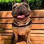 dog, french_bulldog, pet, animal, outdoor, bench, sunlight, happy, tongue_out, leash, canine, nature, greenery, park, sitting, smiling, closeup, daytime, mammal, friendly