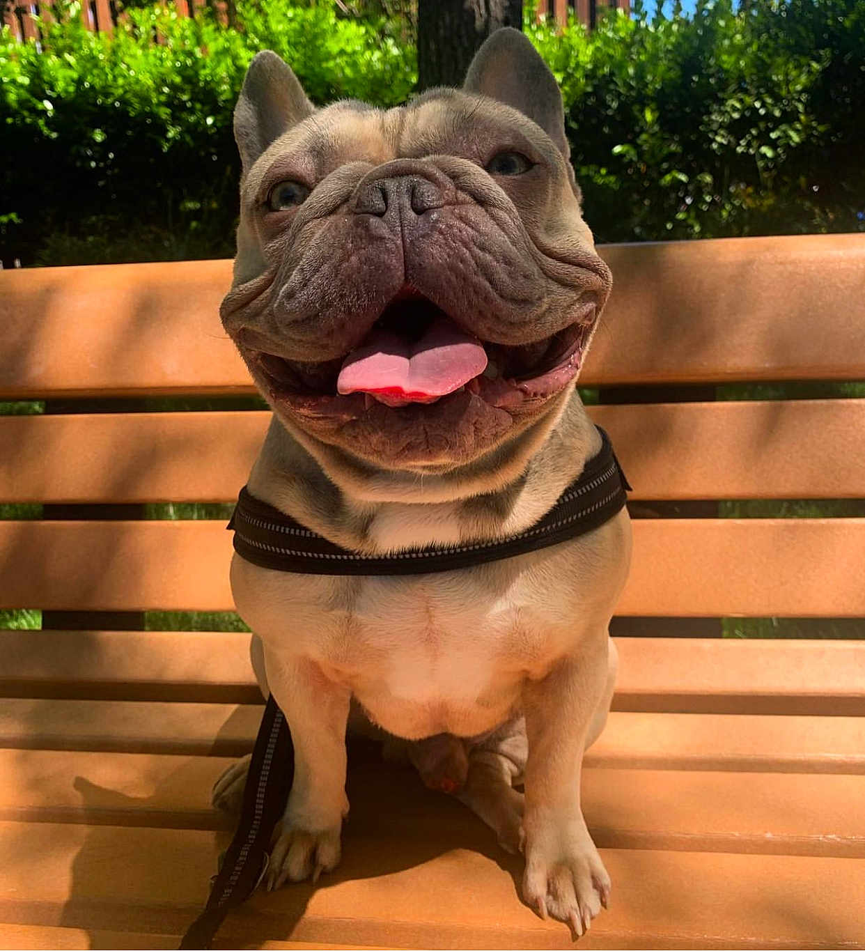 Kobe joined the competition — help win amazing prizes! dog, french_bulldog, pet, animal, outdoor, bench, sunlight, happy, tongue_out, leash, canine, nature, greenery, park, sitting, smiling, closeup, daytime, mammal, friendly
